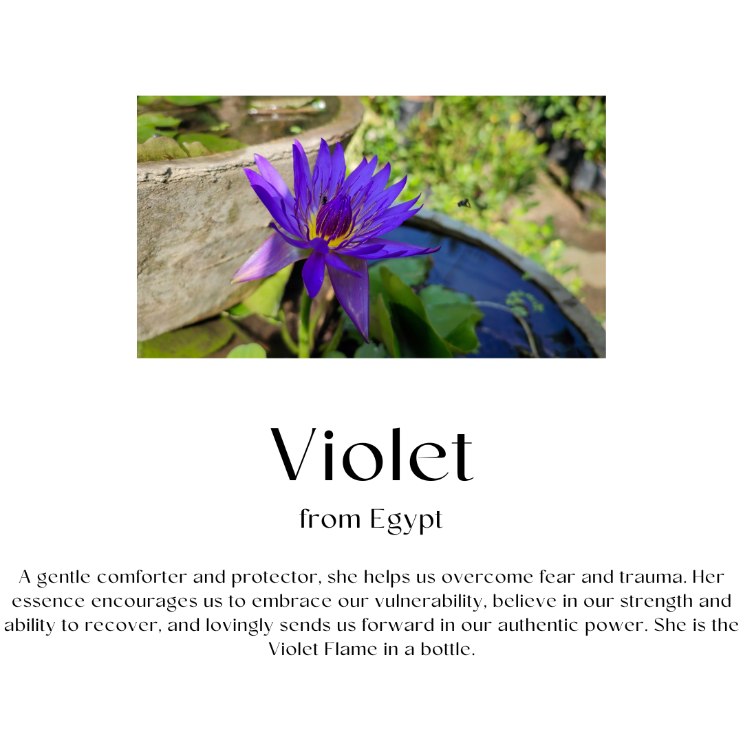 2mL bottle of Violet Flame Blend Essential Oil